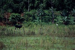 Aigrette;-Animaux;-Archipel-des-Comores;-Clôture;-Élevage;-France;-Kaleidos;-Kaleidos-images;-La-parole-à-limage;-Laurent-Abad;-Mayotte;-Océan-Indien;-Prairie;-Stories-Pictures;-Zébu